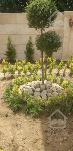 باغبانی ، درختکاری ، طراحی و اجرای فضای سبز