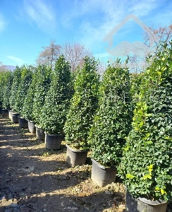 فروش انواع گل و گیاه به صورت عمده