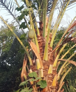 ویلایی دوخوابه قدیمی