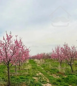 زمین برای ساخت باغ سند۶دانگ معاوضه تلر آپاچی هوندا