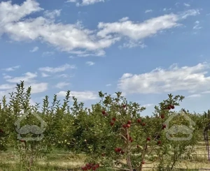 زمین باغ کاربردی