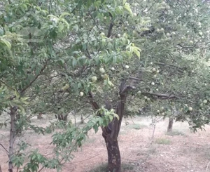 باغ جابان دماوند 150متری