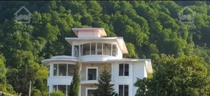 سوئیت جنگلی تک خواب