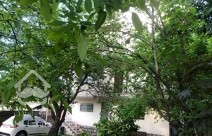 سوئیت یک خواب جنگلی