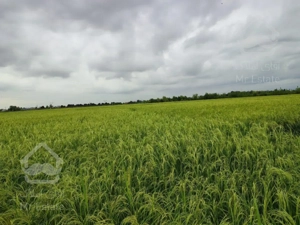 زمین شالی (بیجار) رشت