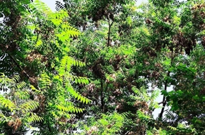 آسیاب چهار سنگ دوکله نور