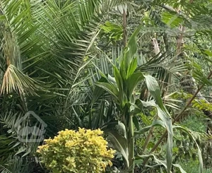 ویلایی ۳۰۰ متربا حیاط۱۳۰۰ متری