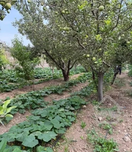 ۱۰۰۰مترباغچه ۲۱۰ متر بنا/کنتوردار جابان مالک هستم