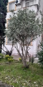 اجاره آپارتمان ساحلی شمال