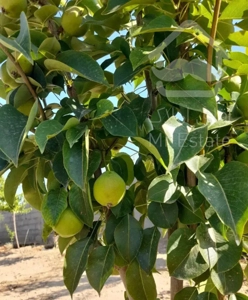 باغچه ۵۰۰ متری  زمین ۱۷۰ ملیون اقساطی ( ماریان)