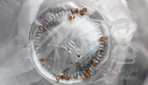 سم پاشی ساس گیاهی تضمینی بدون شستشو سمپاشی