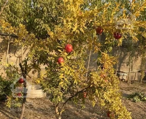 بومهن شهرک کشاورزی ۷۰۰ متر دوبر خوش قواره