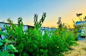 باغ تاپ لوکیشن اب برق استخربنا اتشکده سنگ فرش درخت