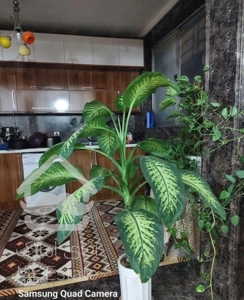 فروش ویلایی نصرآباد