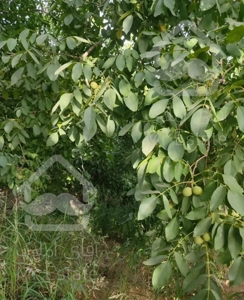 فروش خانه ویلایی خونه باغ اطراف شهرکرد