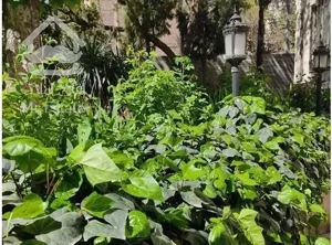 فرمانیه ۳۵۰ متر ۳ پارکینگ