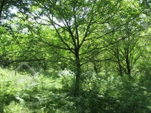 مازندران پل سفید سنگده زمین اب برق گازدار 13000 متر