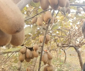 فروش ویژه باغ کیوی پر محصول نشتارود مازندران