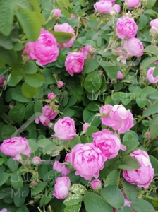 فروش ملک درکرج، شمال اتوبان همت