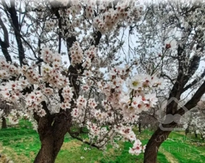 فروش ۶۶متر دو خواب پونک