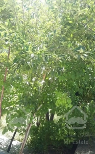 اجاره خانه باغ ویلایی در منطقه گردشگری لاله زار