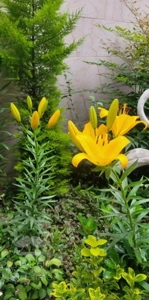 فروش آپارتمان ، یک واحد ۱۱۶ متری در لنگرود