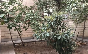 85متری یک خواب ( 50متر حیاط در اختیار )