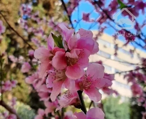 یکخوابه تیپ الف یک بلوک ۱۰