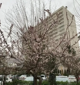 شهرک امید ٢ خواب ویو جنگل