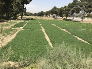 ۱۲۷۰۰زمین کشاورزی در یافت آباد