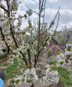 باغ ویلا چاهشک