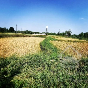 فروش دو هکتار زمین مزروعی گیلان سنگر