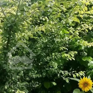 فروش ویژه. 300 متر باغچه دردماوند *جابان 