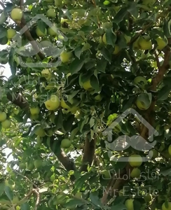 اجاره باغ سیب