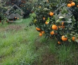 خرید باغ مرکبات ۲۴۰۰۰ متری در ساری