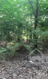 ویلا ۴۰۰ متری ۵ خواب جنگلی با استخر و سند تک برگ