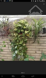 سلسبیل ۱۲۳متری