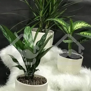 آگلونما بلک