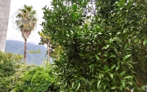 اجاره ویلا باغ