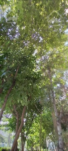 ویلایی جنوبی سند دارد