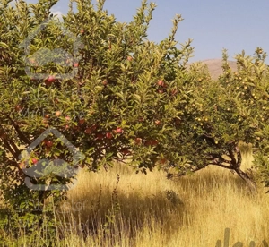 اجاره باغ سیب