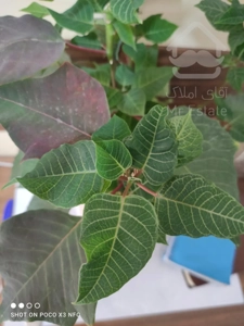 فروش آپارتمان 2 خواب در بلوار فردوس