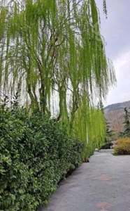 ۲۱۰متر /سه خواب /آجودانیه /لابی مجلل