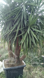 نهال درخت درختچه فروشی گلدانی میوه گلهای خانگی گیاهان آپارتمانی خدمات سرویس گل وگیاه غیرمیوه مثمر غیرمثمر