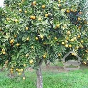 باغ پرتقال 2500متر-شیرود