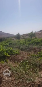 فروش باغ محصور شده با درختان مثمر در مسیر طالقان (روستای صمغ آباد)