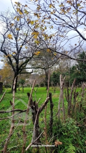 فروش زمین دو نبش مسکونی سند تک‌برگ در رامسر