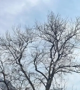 فشم/ویلا/ششدانگ