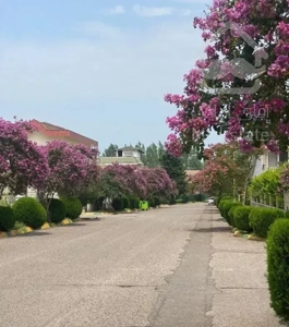 شهرک توریستی نمک آبرود /فروش ویلا