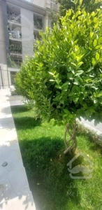 کوهسار // هوای پاک / ۱۳۳ متر /دنج و خلوت